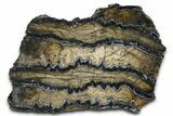 Mammoth Molar Slice With Case - South Carolina #377851-1